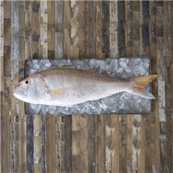 Gold Band Snapper Whole